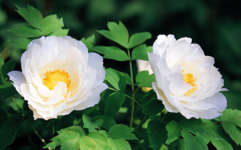 White peonies in bloom