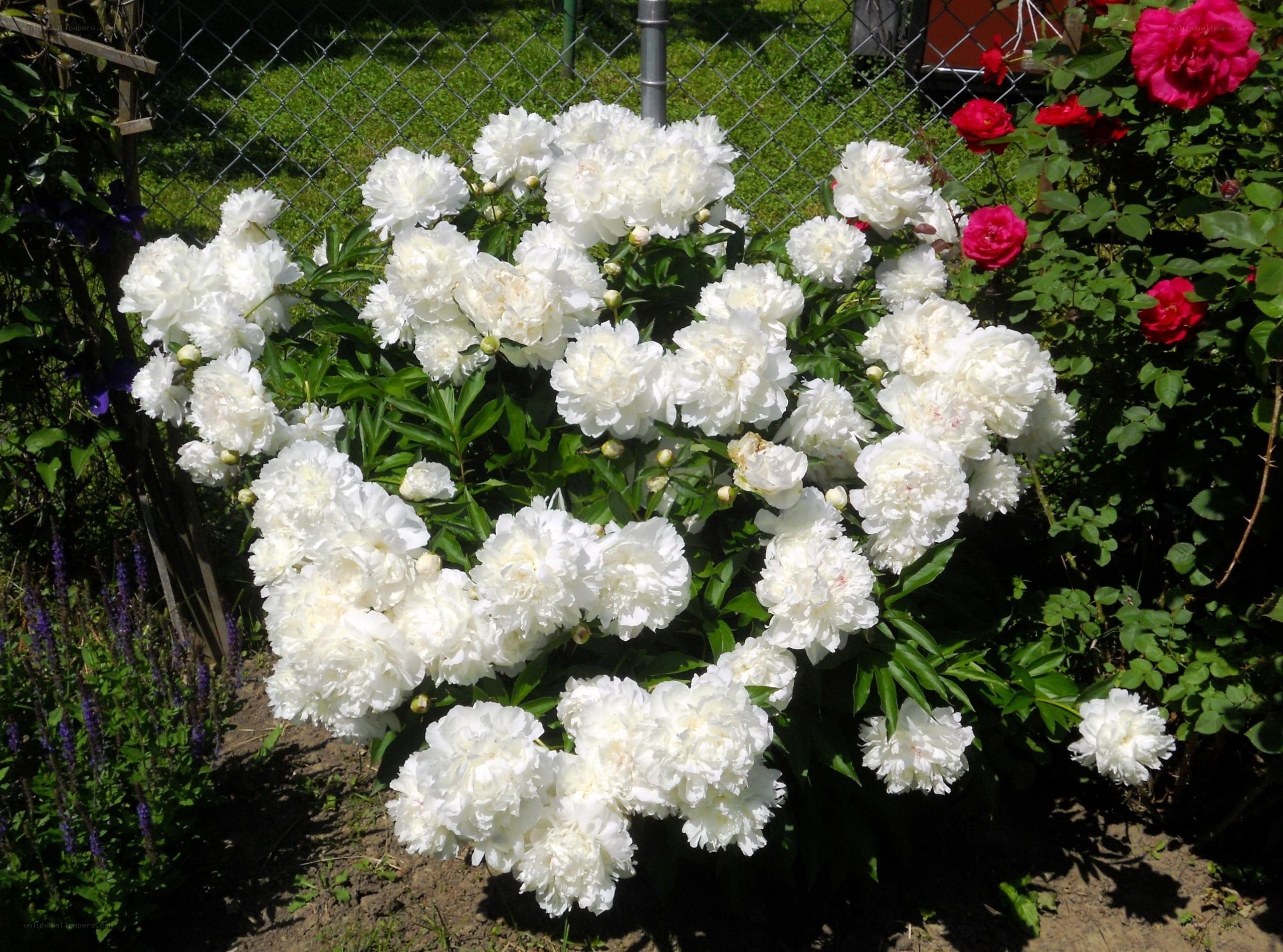 White peonies in garden