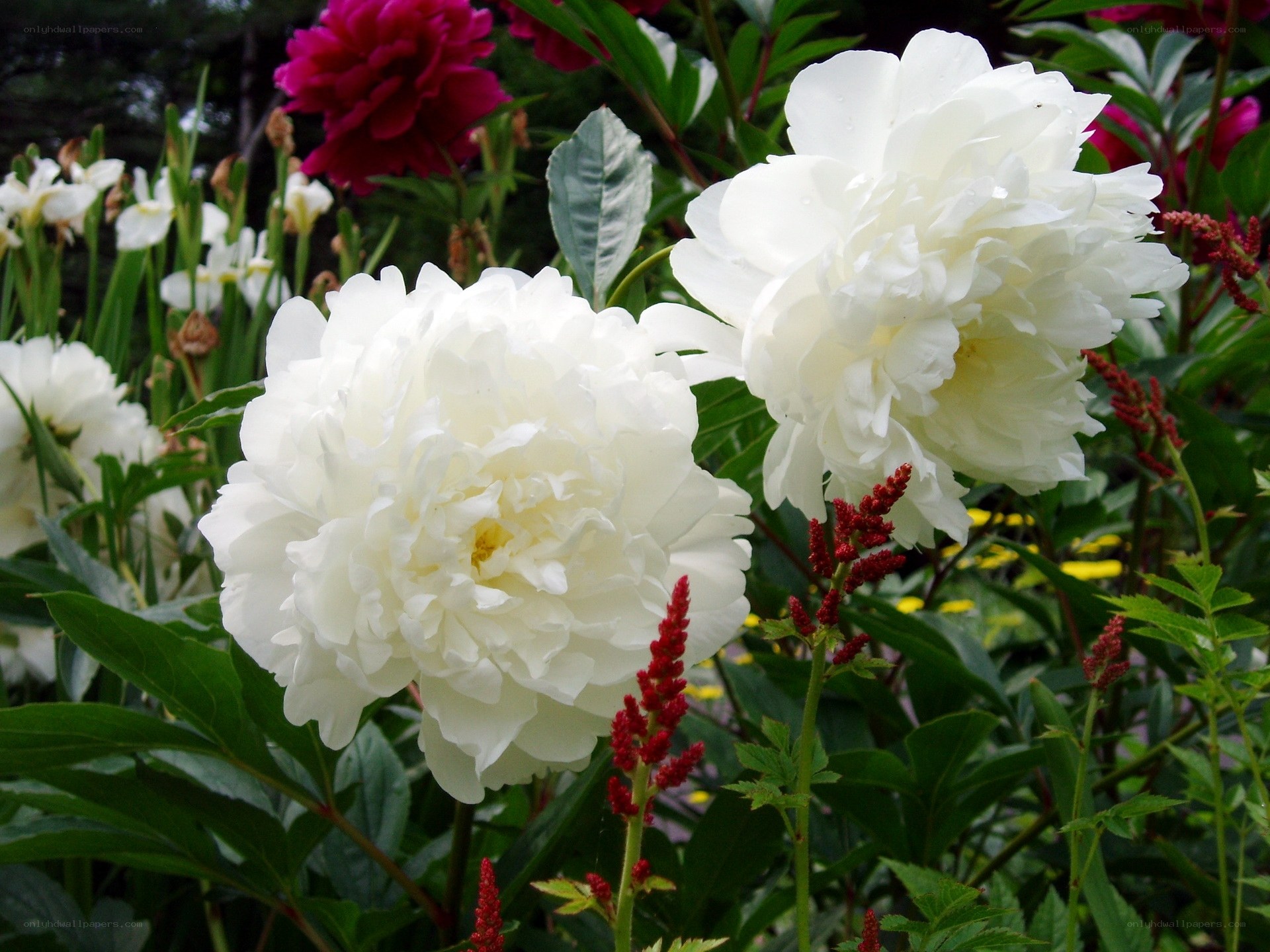 White peonies in garden