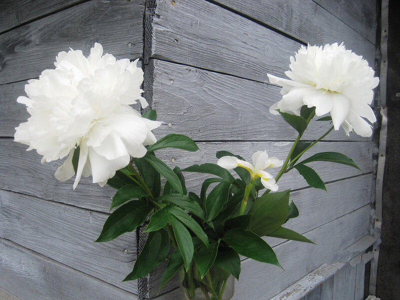 White Peonies in Vase — Calm, Photograph