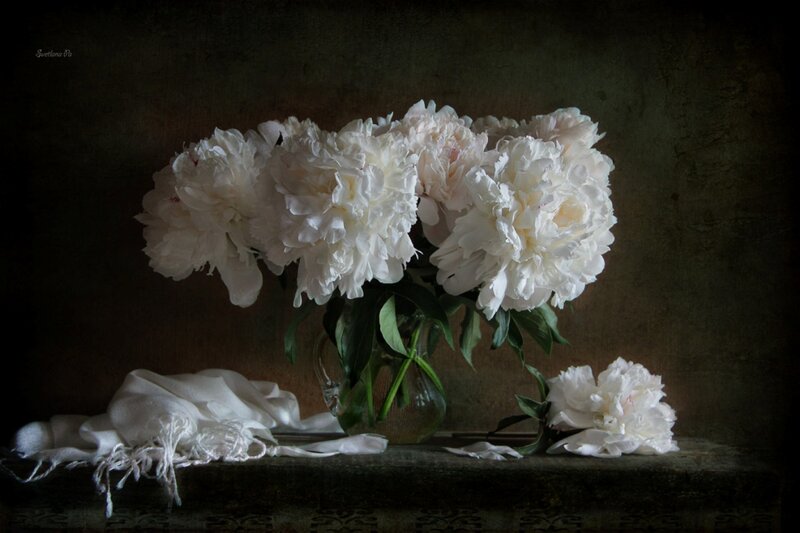 White Peonies in Vase — Dramatic, Photograph