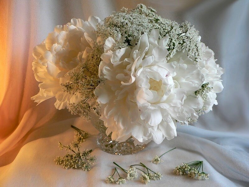 White Peonies in Vase — Serene, Sunset