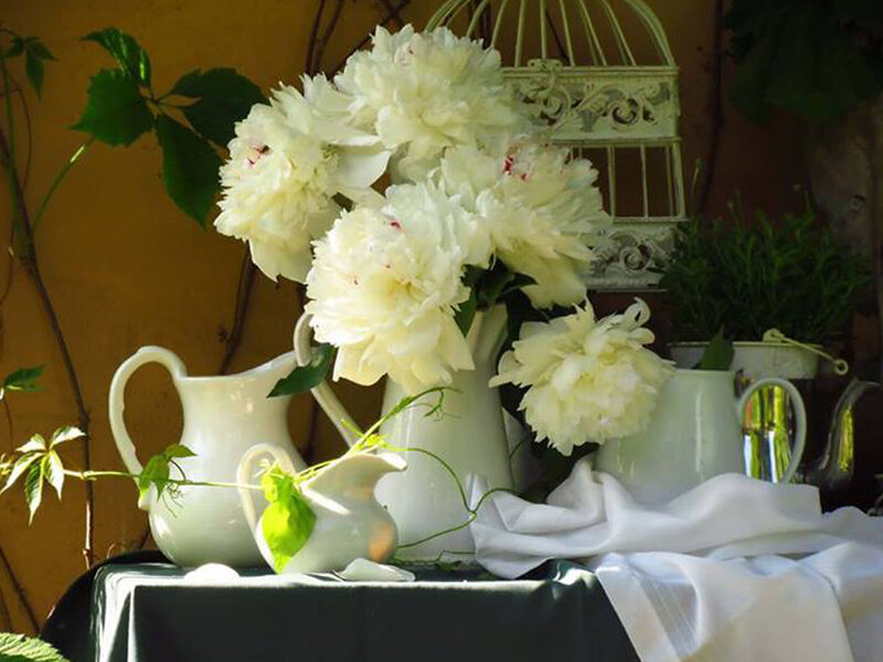 White Peonies in Vases — Serene