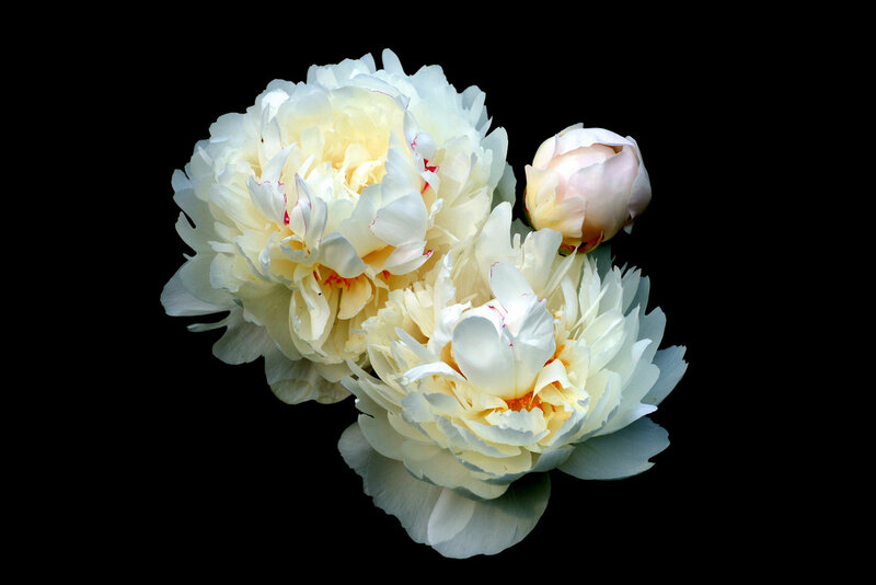 White peonies on black background