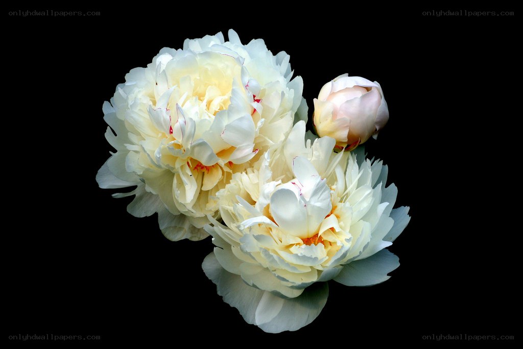 White peonies on black background
