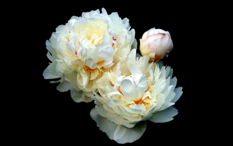 White peonies on black background