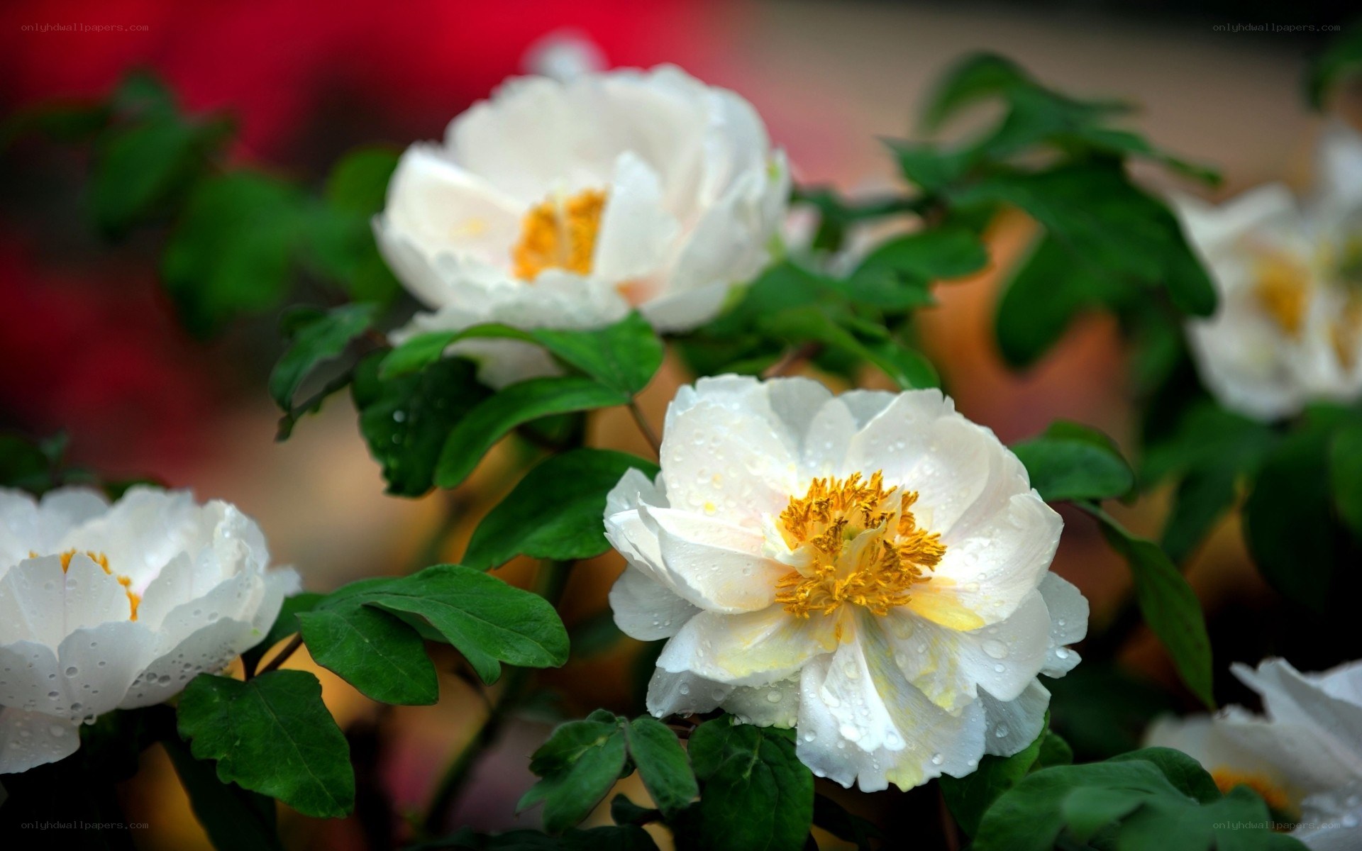 White peonies with dew drops