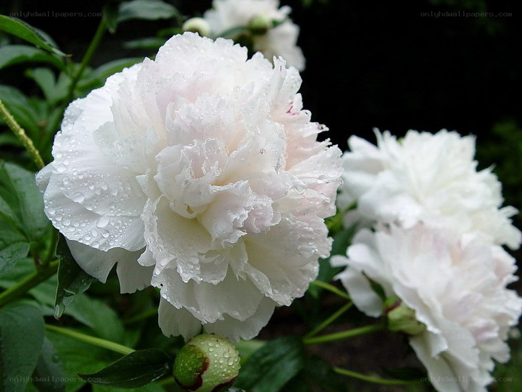 White peonies with water droplets
