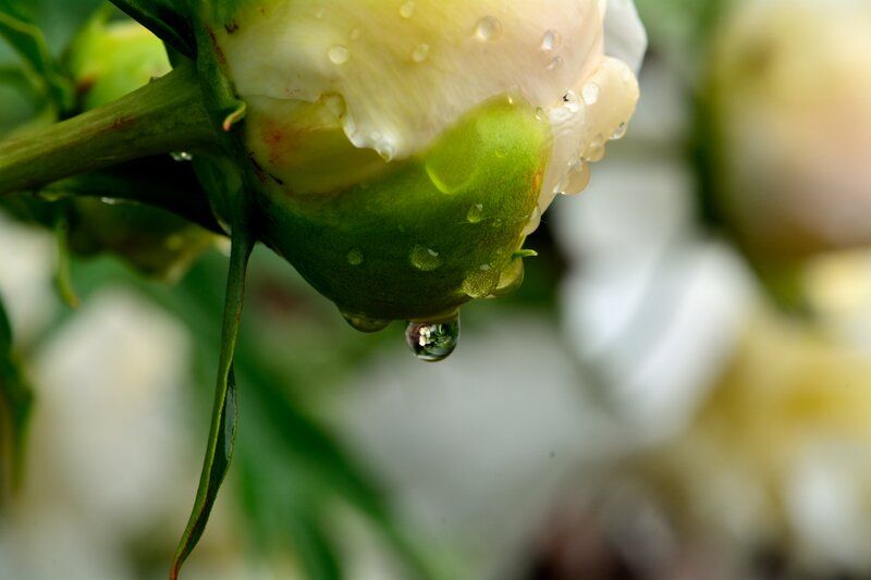 White Peony Bud