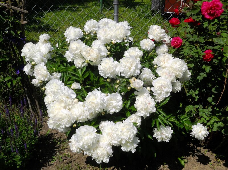 White Peony Bush