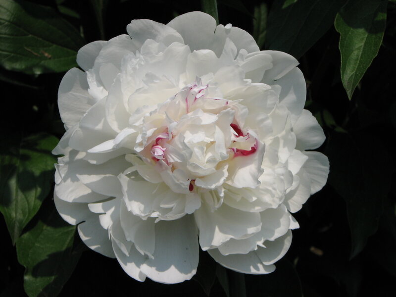 White peony flower