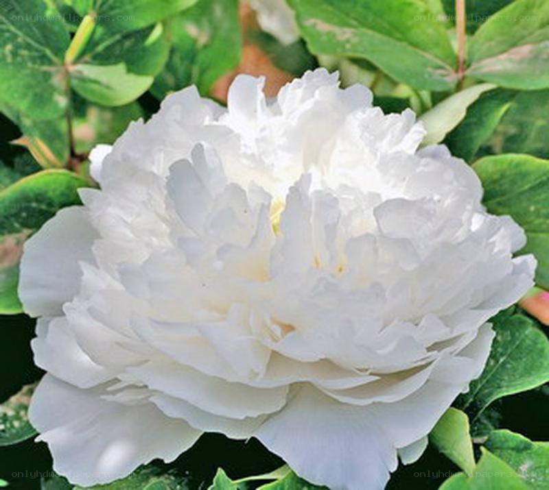 white peony flower