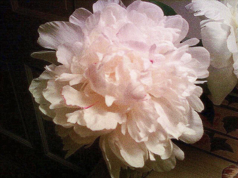 white peony flower