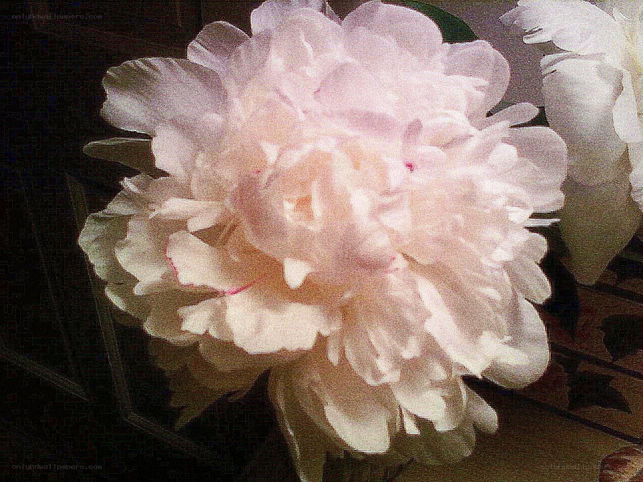 white peony flower
