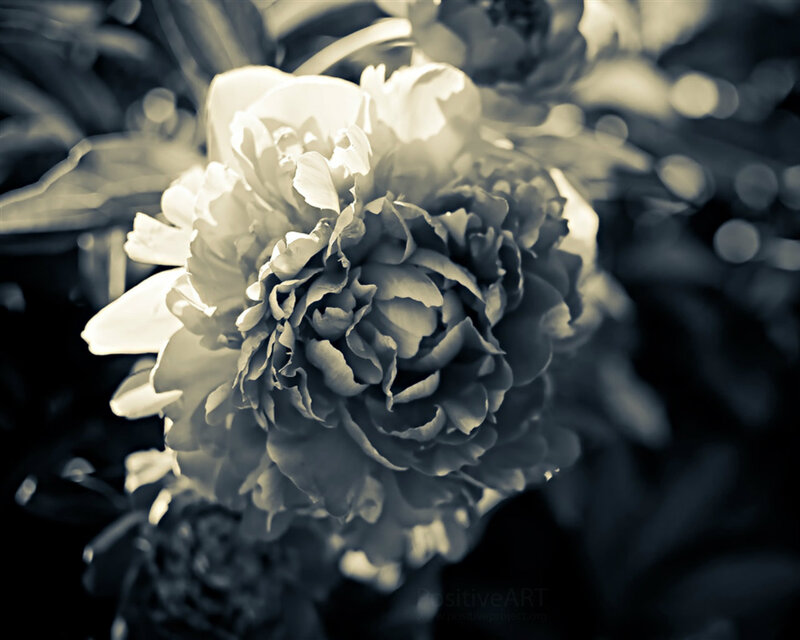 White Peony Flower — Black