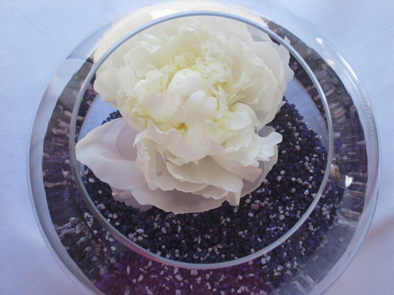 White Peony Flower — Calm, Photograph