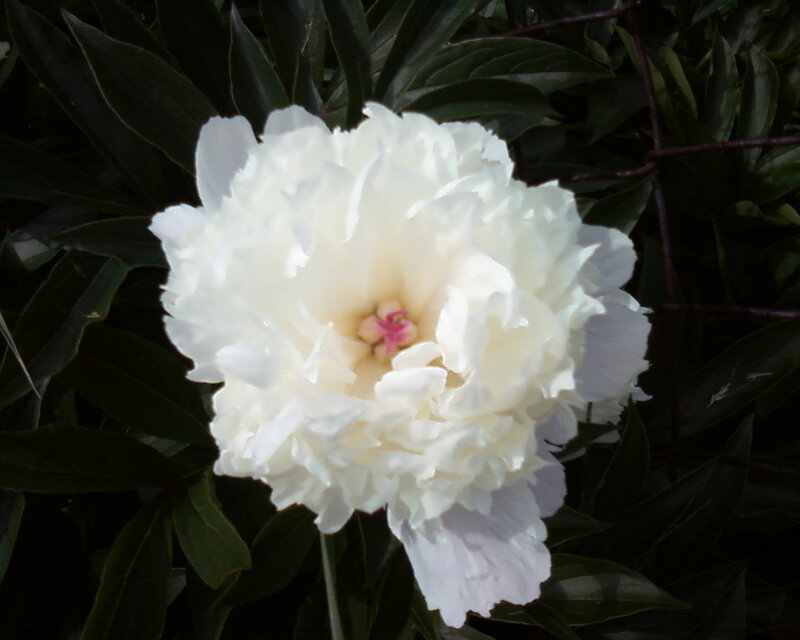 White Peony Flower — Calm