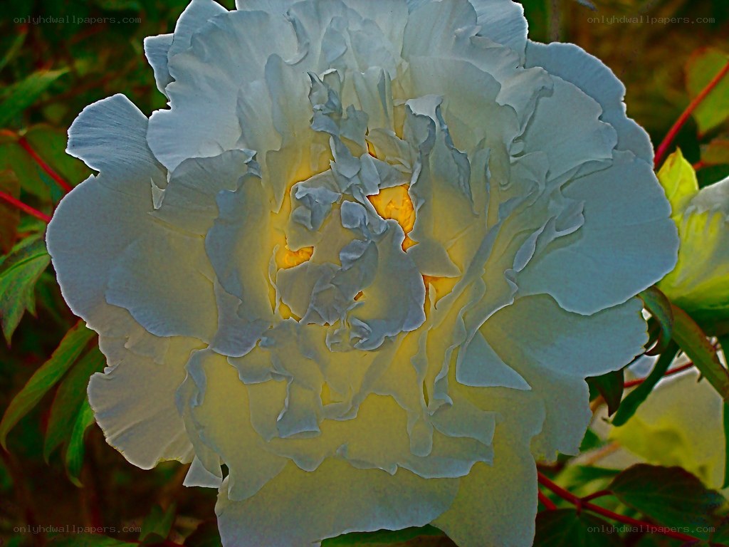 White peony flower close-up