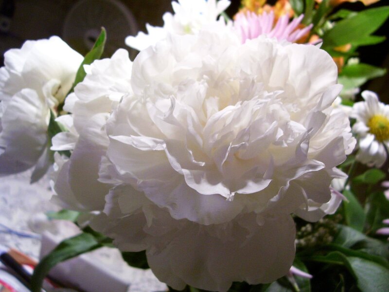 White peony flower close-up