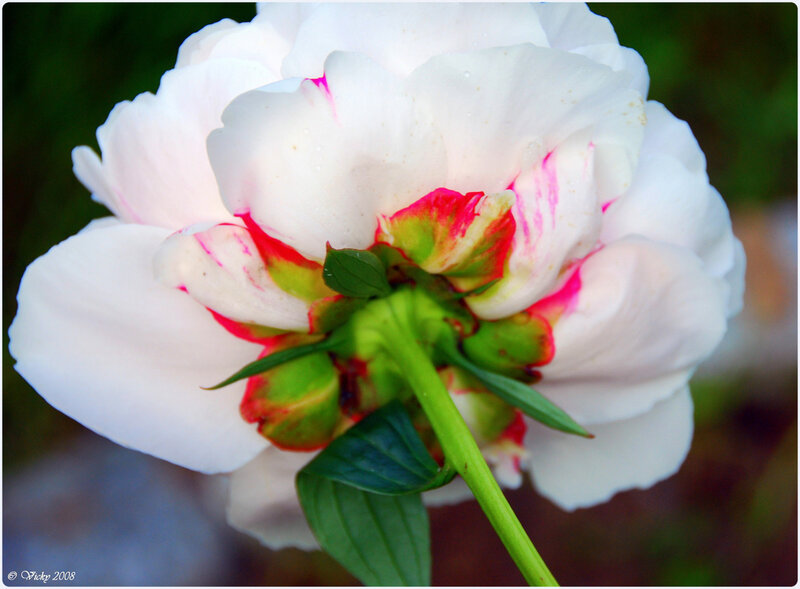 white peony flower close-up
