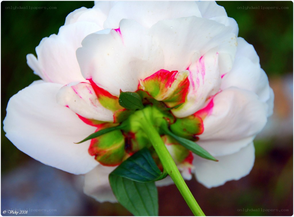 white peony flower close-up