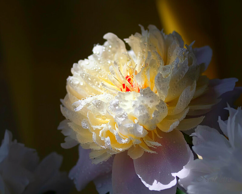 White Peony Flower — Dramatic, Morning