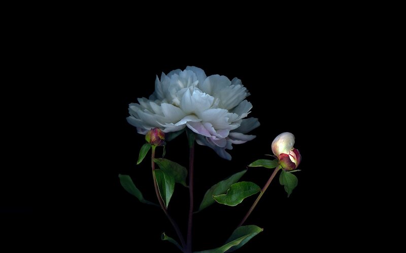 White Peony Flower — Dramatic, Photograph, Bud