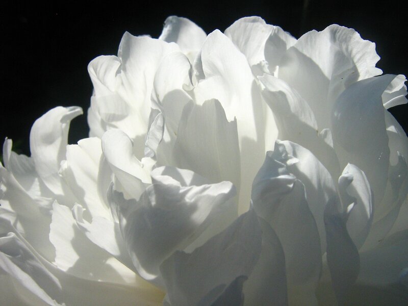 White Peony Flower — Dramatic, Photograph, Petals