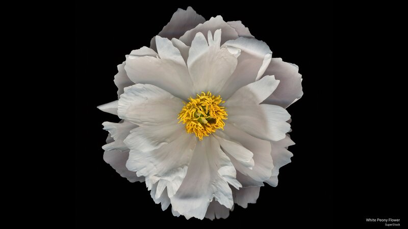 White Peony Flower — Dramatic, Photograph