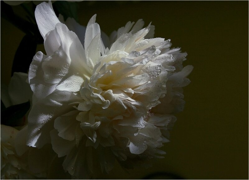 White Peony Flower — Dramatic