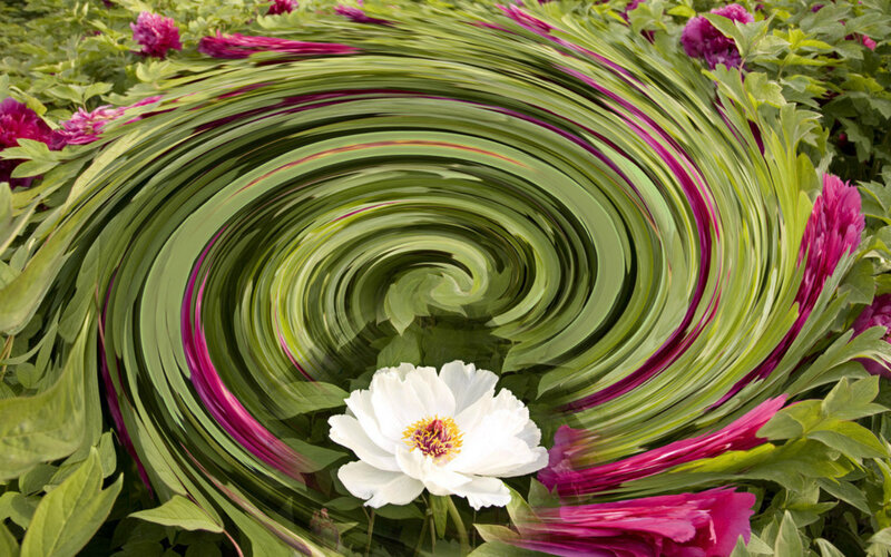 White Peony Flower — Green