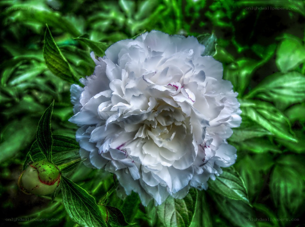 white peony flower in bloom