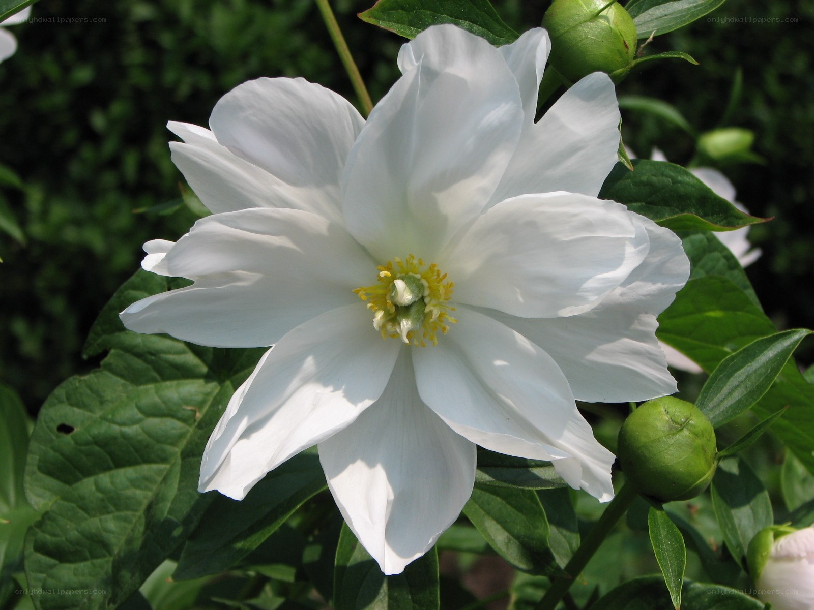 White peony flower in bloom