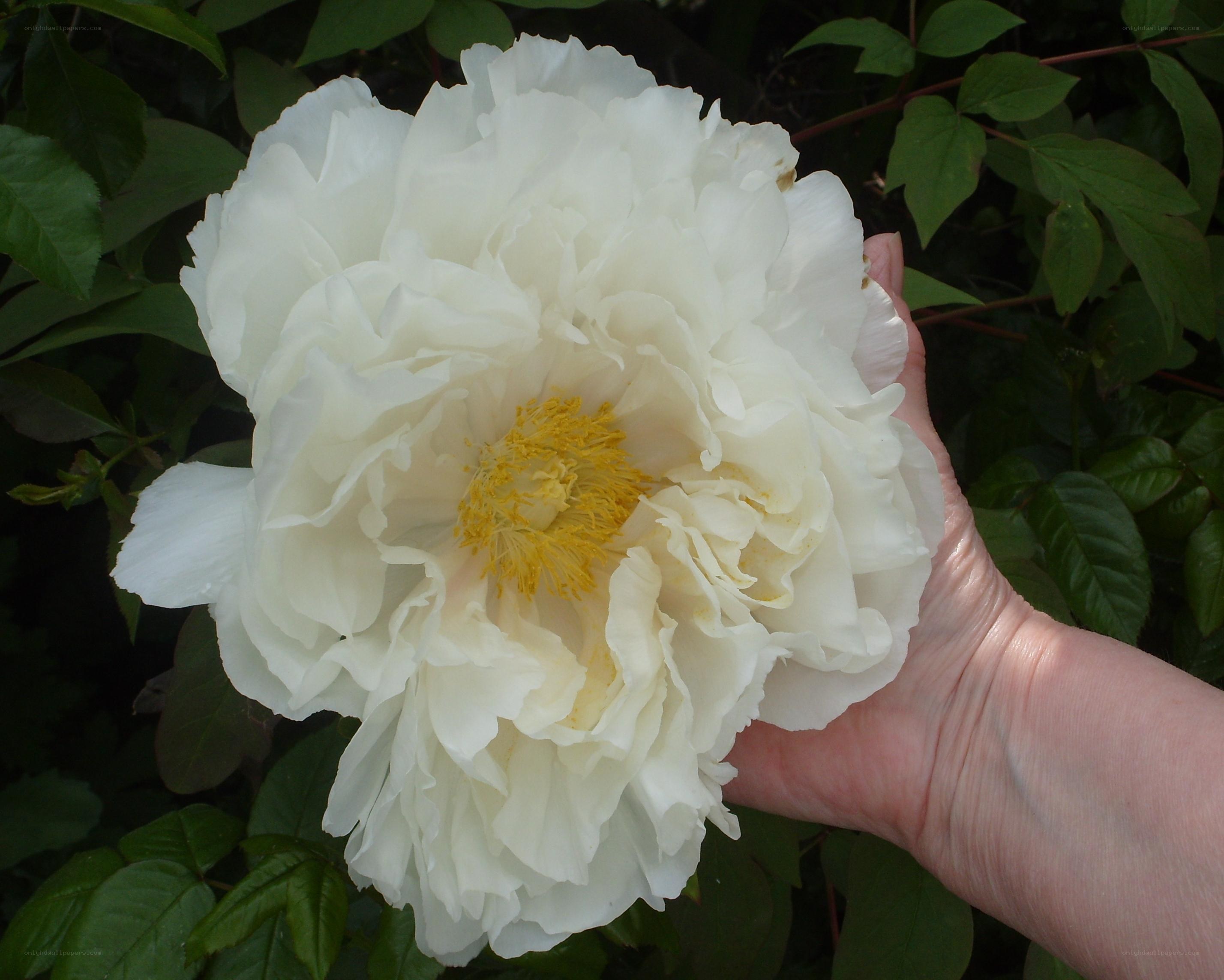 White peony flower in hand