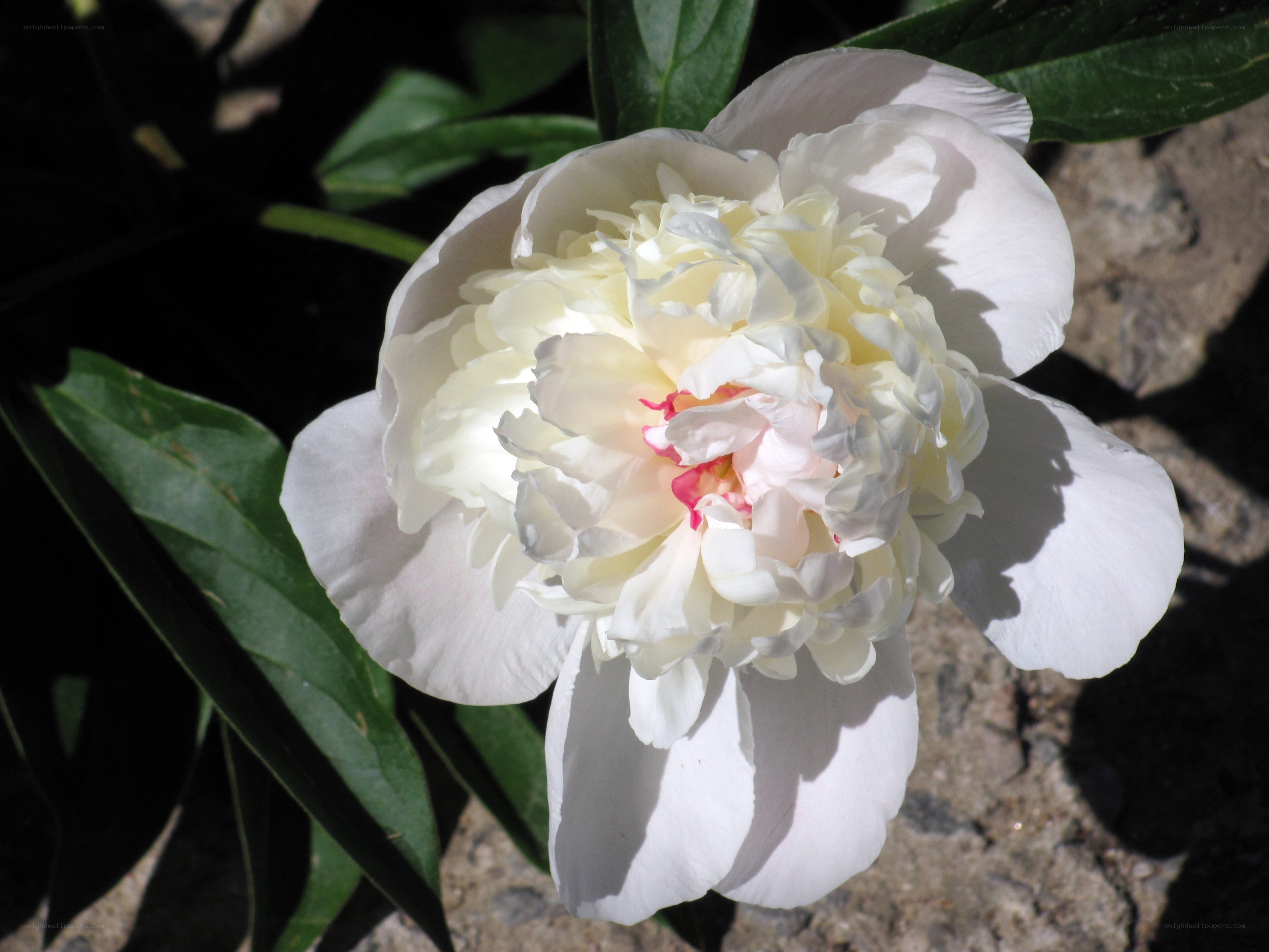 white peony flower in sunlight