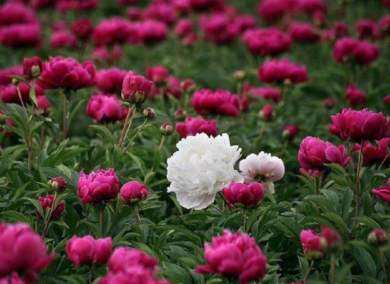 White Peony Flower — Pink