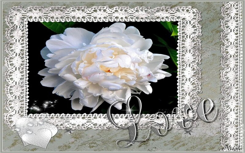 White Peony Flower — Romantic