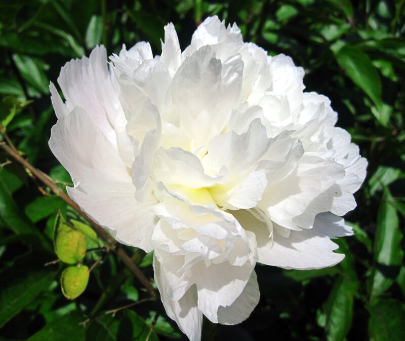 White Peony Flower — Serene, Afternoon, Photograph, Green Leaves, Sunlight