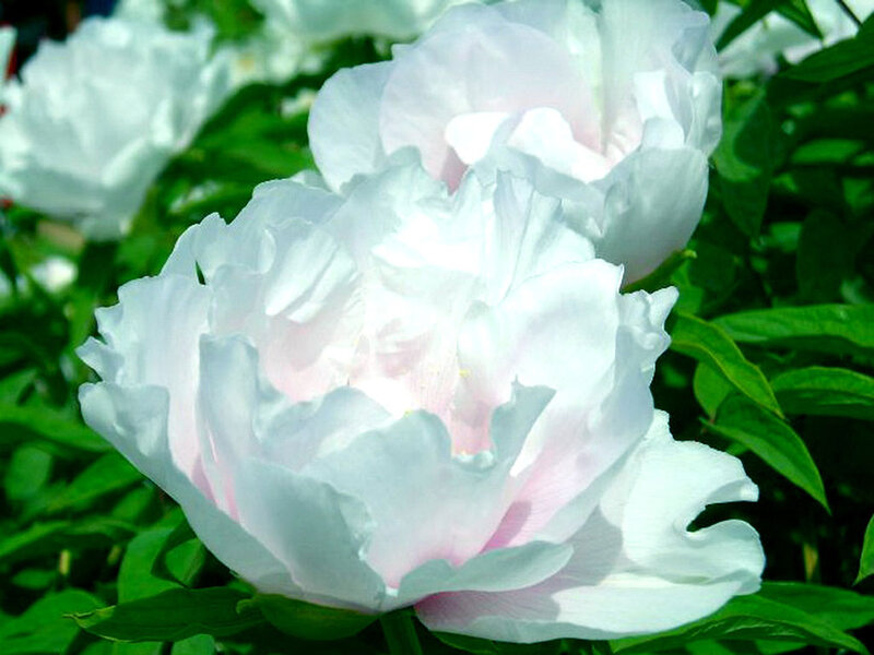 White Peony Flower — Serene, Afternoon, Photograph, Green Leaves
