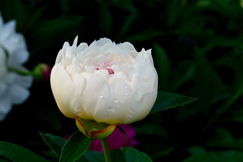 White Peony Flower — Serene, Afternoon, Photograph, Green Leaves, Water Droplets