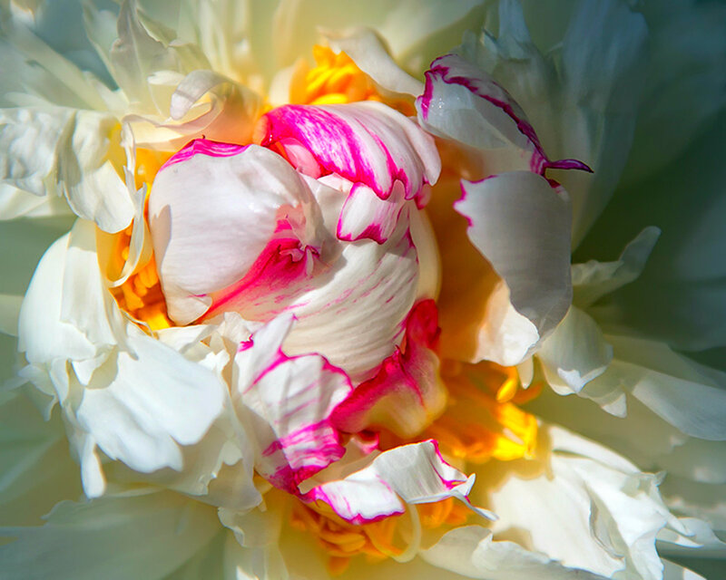 White Peony Flower — Serene, Afternoon, Photograph