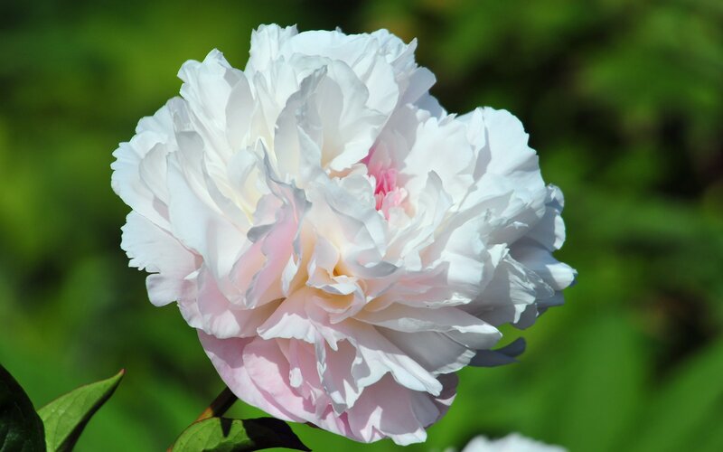 White Peony Flower — Serene, Afternoon