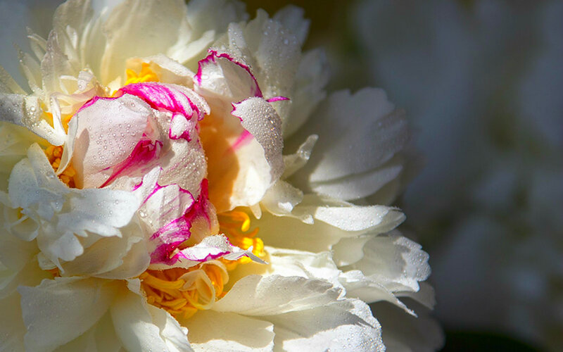 White Peony Flower — Serene, Morning, Photograph, Petals