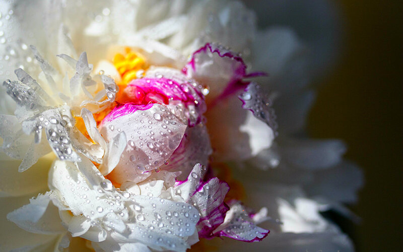 White Peony Flower — Serene, Morning