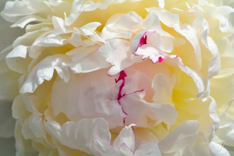 White Peony Flower — Serene, Photograph, Petals
