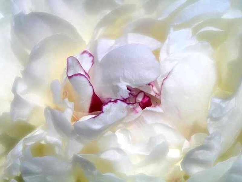 White Peony Flower — Serene, Photograph