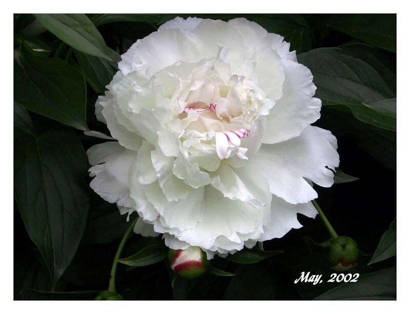 White Peony Flower — Serene, Spring, Photograph, Green Leaves, Flower Buds
