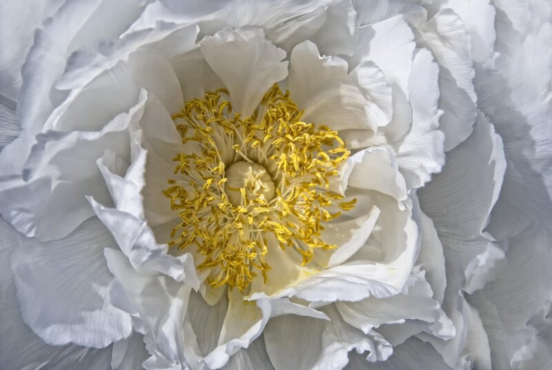 White Peony Flower — Serene, Spring, Photograph, Petals