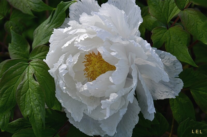 White Peony Flower — Serene, Spring, Photograph