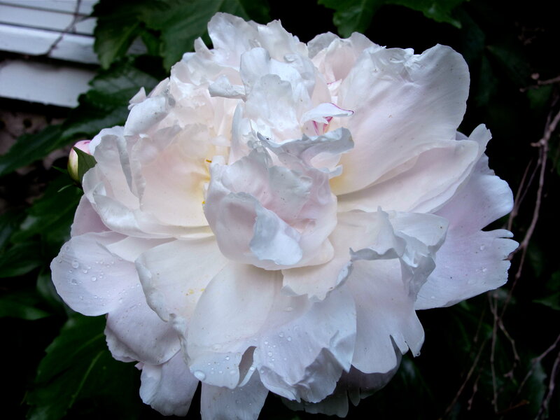 White Peony Flower — Serene, Spring